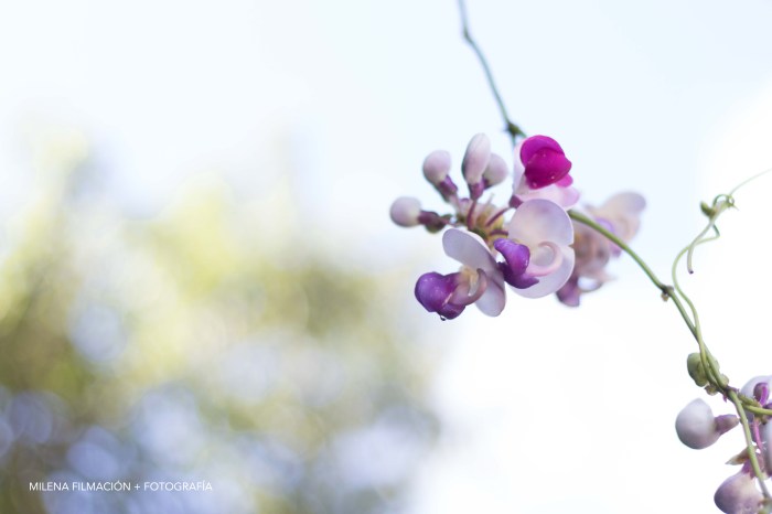 Orquídea del cañón del sumidero
